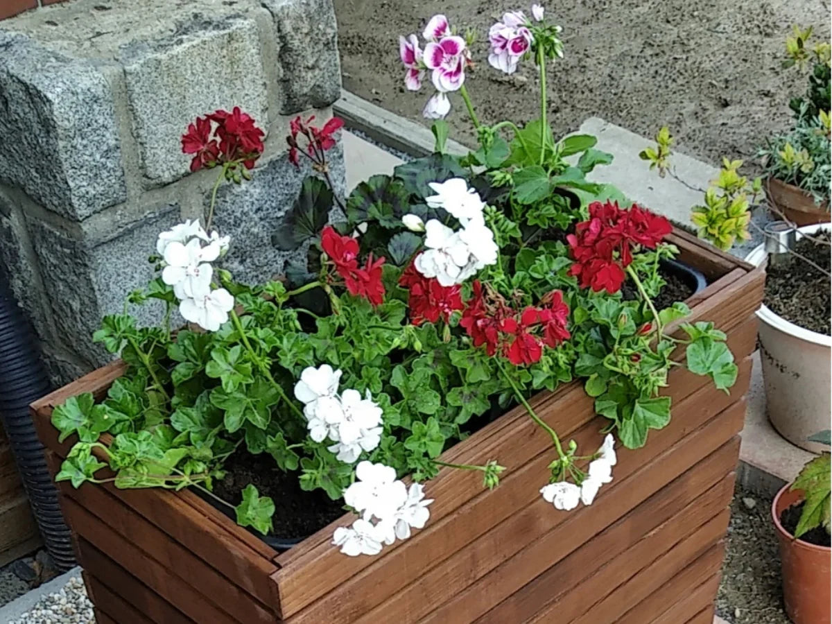 Drewniana donica ogrodowa z białymi i czerwonymi pelargoniami, solidna i naturalna.