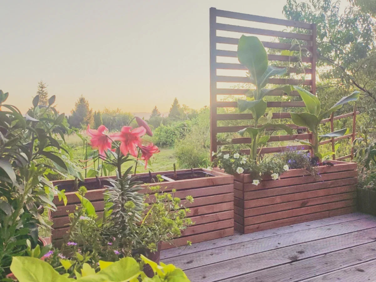 Drewniane donice ogrodowe z roślinami i kwiatami na tarasie o zachodzie słońca